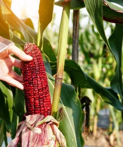 Bloody Butcher Corn Seeds - Heirloom Red Zea Mays Vegetable, 35 Seeds - Image 3