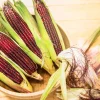 Bloody Butcher Corn Seeds - Heirloom Red Zea Mays Vegetable, 35 Seeds - Image 1