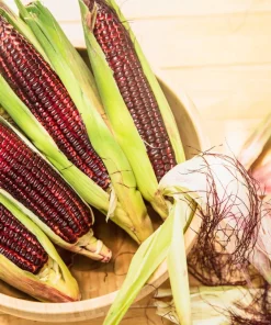 Bloody Butcher Corn Seeds - Heirloom Red Zea Mays Vegetable, 35 Seeds - Image 1