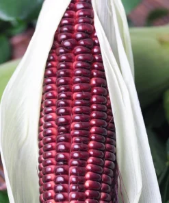 Bloody Butcher Corn Seeds - Heirloom Red Zea Mays Vegetable, 35 Seeds - Image 4