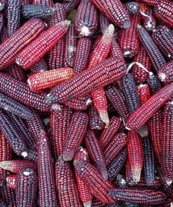 Bloody Butcher Corn Seeds - Heirloom Red Zea Mays Vegetable, 35 Seeds - Image 5