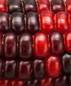 Bloody Butcher Corn Seeds - Heirloom Red Zea Mays Vegetable, 35 Seeds - Image 6