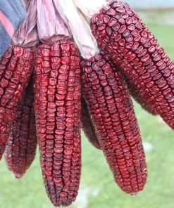Bloody Butcher Corn Seeds - Heirloom Red Zea Mays Vegetable, 35 Seeds - Image 7