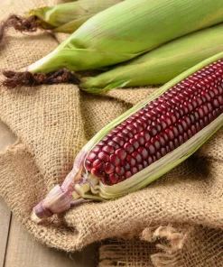 Bloody Butcher Corn Seeds - Heirloom Red Zea Mays Vegetable, 35 Seeds - Image 8