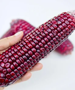 Bloody Butcher Corn Seeds - Heirloom Red Zea Mays Vegetable, 35 Seeds - Image 9