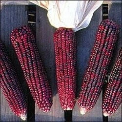 Bloody Butcher Sweet Corn Seeds - Heirloom - 100 Seeds for Planting - Image 1