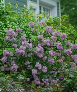 Bloomerang Dark Purple Lilac Live Plant - Reblooming Shrub - 4 inch Pot - Image 2