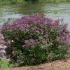 Bloomerang Dark Purple Lilac Live Plant - Reblooming Shrub - 4 inch Pot - Image 1