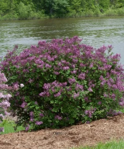 Bloomerang Dark Purple Lilac Live Plant - Reblooming Shrub - 4 inch Pot - Image 1