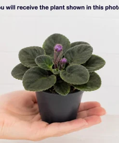 Blue African Violet Live Plant - 3-5