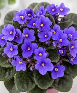 Blue African Violet Live Plant - 3-5