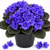 Blue African Violet Live Plant - 3-5" Tall in 4" Pot, Compact Indoor Flowering Houseplant - Image 1