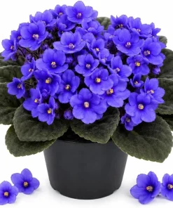 Blue African Violet Live Plant - 3-5