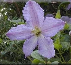 Blue Angel Clematis Live Plant - Perennial Vine - Light Blue Flowers - 2.5" Pot - Image 2