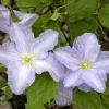 Blue Angel Clematis Live Plant - Perennial Vine - Light Blue Flowers - 2.5" Pot - Image 1