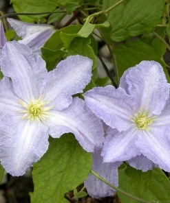 Blue Angel Clematis Live Plant - Perennial Vine - Light Blue Flowers - 2.5