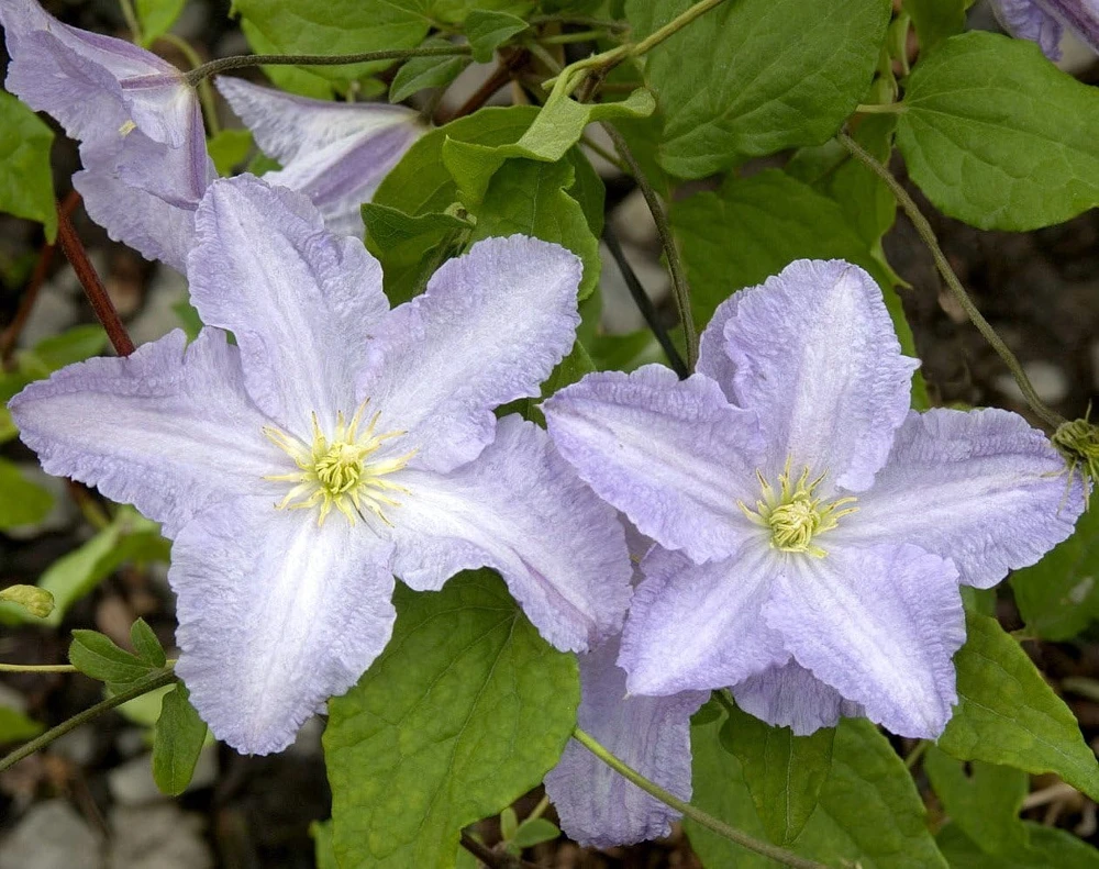 Blue Angel Clematis Live Plant - Perennial Vine - Light Blue Flowers - 2.5" Pot - Image 1