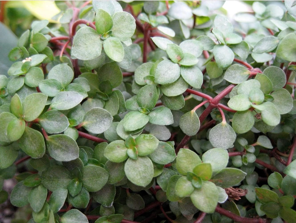 Blue Baby Tears Pilea Glauca Live Plant – 4" Mini Hanging Basket – Indoor - Image 2
