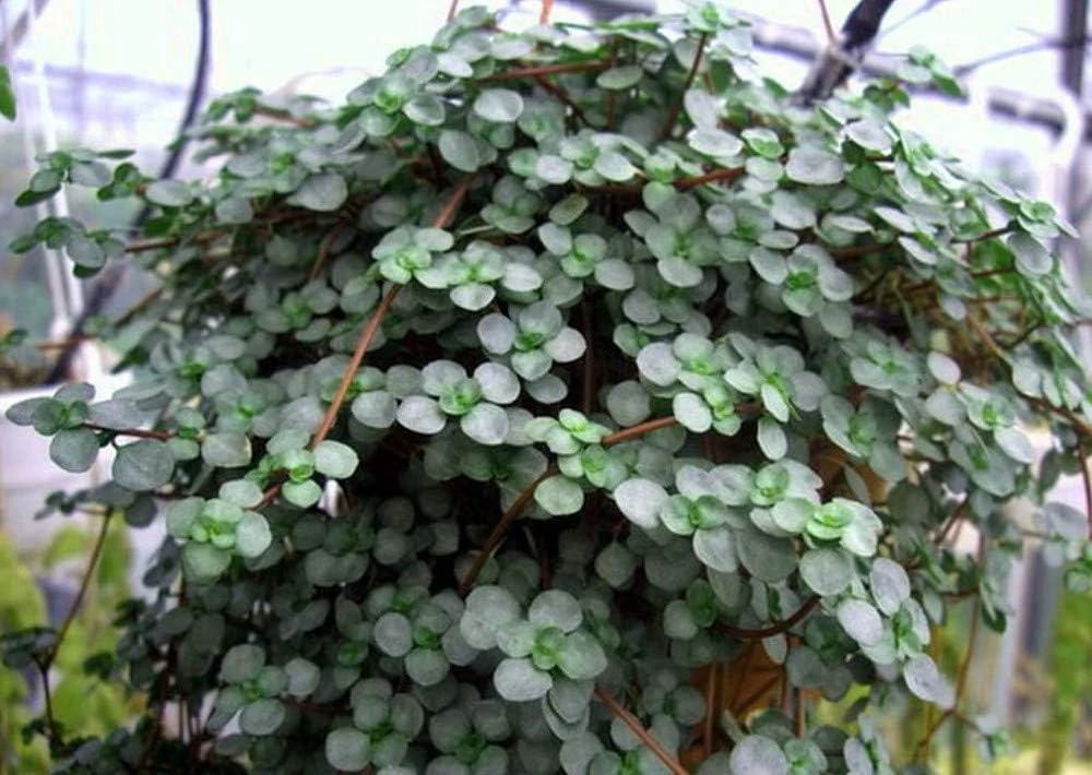Blue Baby Tears Pilea Glauca Live Plant – 4" Mini Hanging Basket – Indoor - Image 3