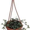 Blue Baby Tears Pilea Glauca Live Plant – 4" Mini Hanging Basket – Indoor - Image 1