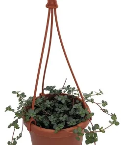 Blue Baby Tears Pilea Glauca Live Plant – 4