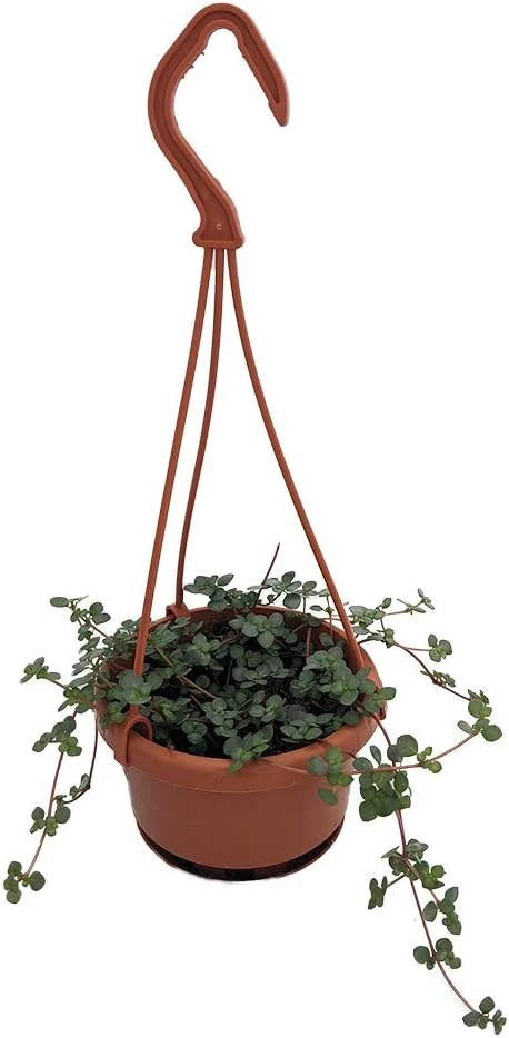 Blue Baby Tears Pilea Glauca Live Plant – 4" Mini Hanging Basket – Indoor - Image 1