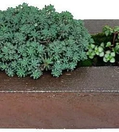 Blue Ball Sedum Live Plant - Hardy Perennial Groundcover - 2.5" Pot - Image 2