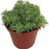 Blue Ball Sedum Live Plant - Hardy Perennial Groundcover - 2.5" Pot - Image 1