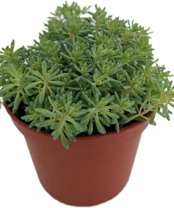 Blue Ball Sedum Live Plant - Hardy Perennial Groundcover - 2.5