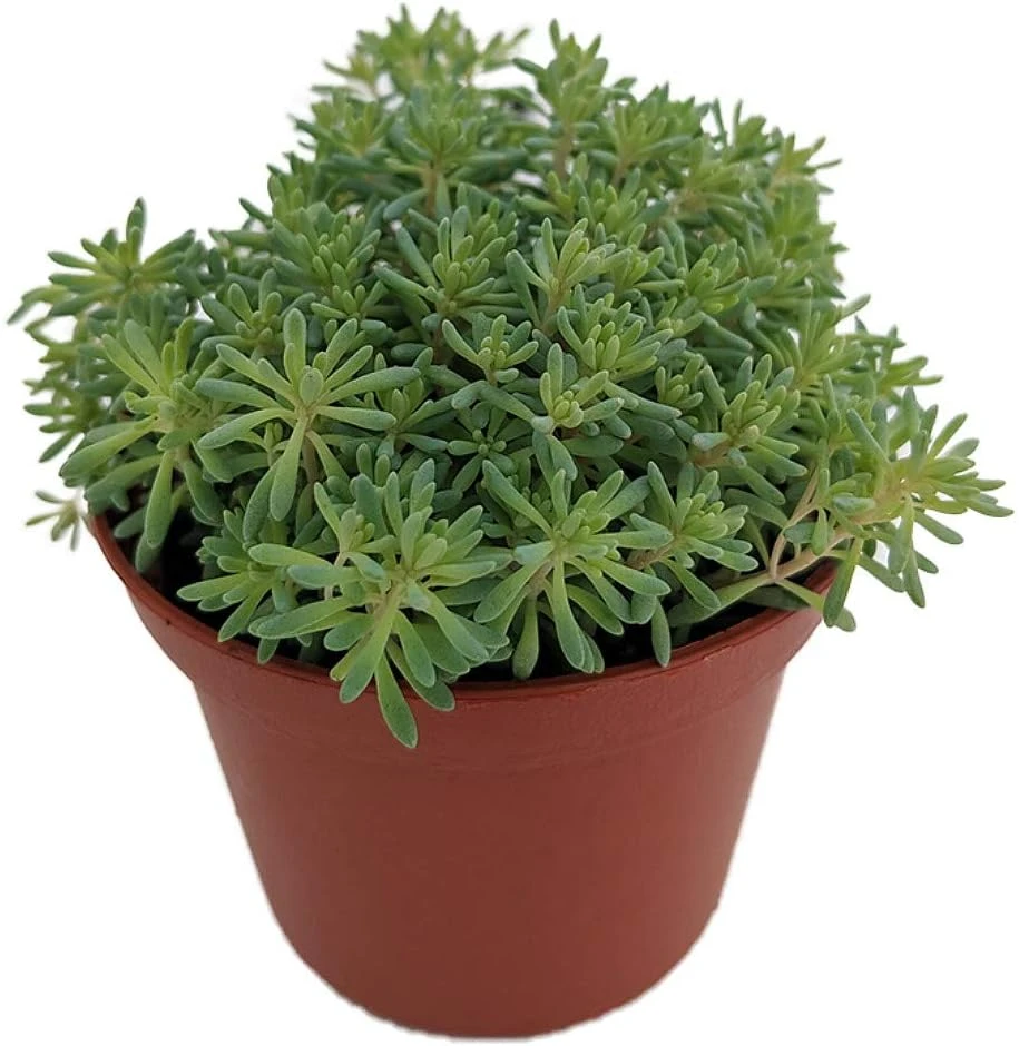 Blue Ball Sedum Live Plant - Hardy Perennial Groundcover - 2.5" Pot - Image 1