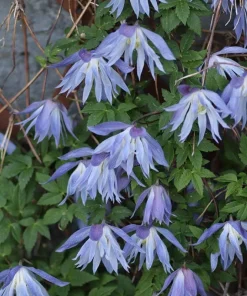 Blue Bird Clematis Seeds – 15 Count – Vine – Outdoor Plant - Image 2
