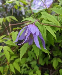 Blue Bird Clematis Seeds – 15 Count – Vine – Outdoor Plant - Image 3