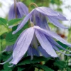 Blue Bird Clematis Seeds – 15 Count – Vine – Outdoor Plant - Image 1