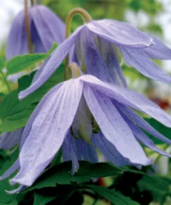Blue Bird Clematis Seeds – 15 Count – Vine – Outdoor Plant - Image 1