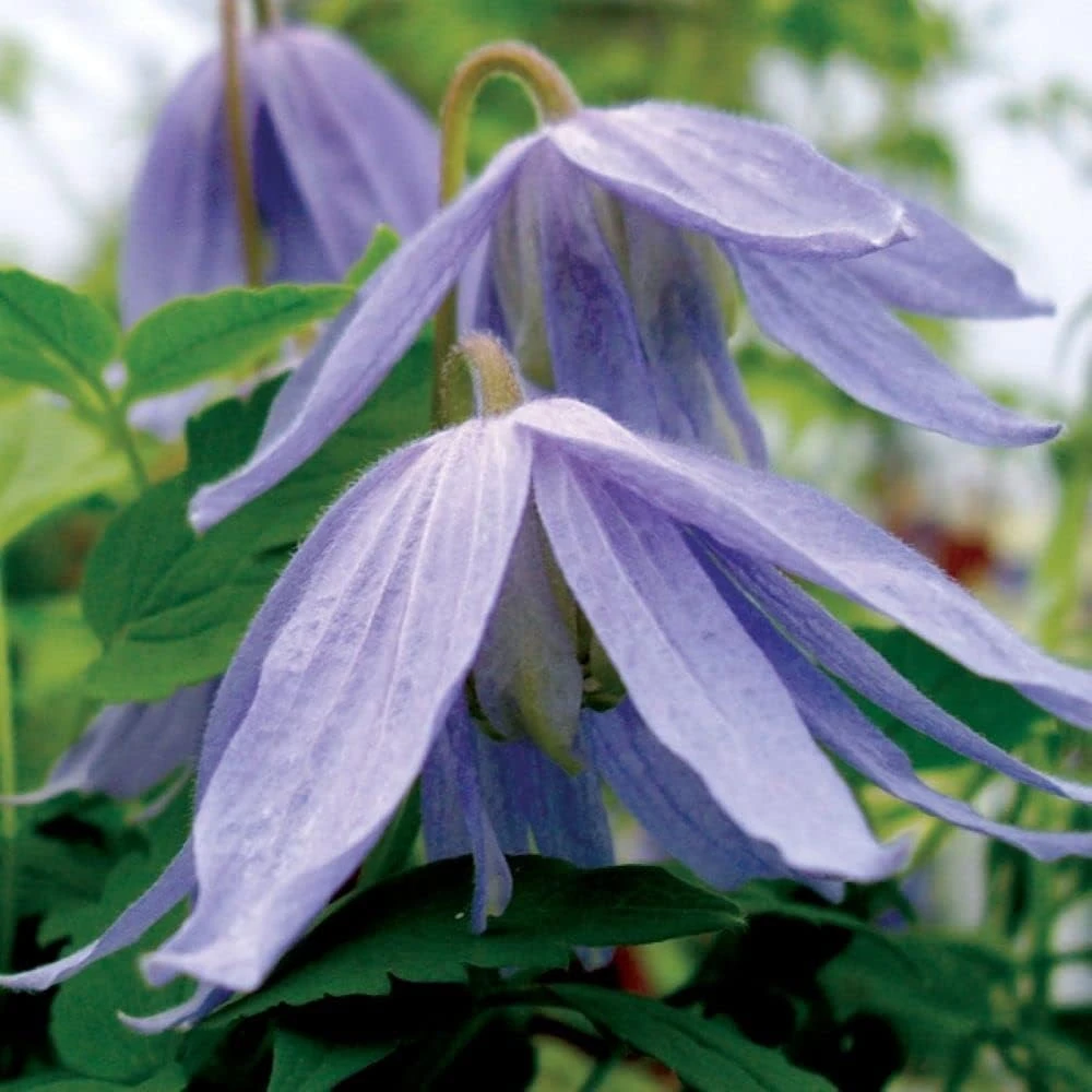 Blue Bird Clematis Seeds – 15 Count – Vine – Outdoor Plant - Image 1