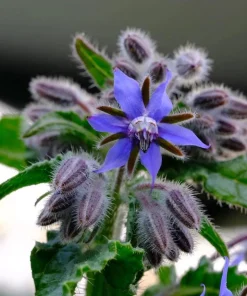 Blue Borage Live Plant – Edible Herb & Pollinator – 3