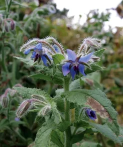Blue Borage Live Plant – Edible Herb & Pollinator – 3