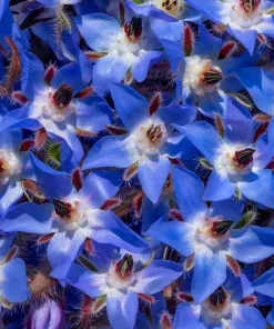 Blue Borage Live Plant – Edible Herb & Pollinator – 3