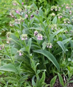 Blue Borage Live Plant – Edible Herb & Pollinator – 3
