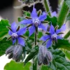 Blue Borage Live Plant – Edible Herb & Pollinator – 3" Pot – Star-Shaped Blue Flowers - Image 1