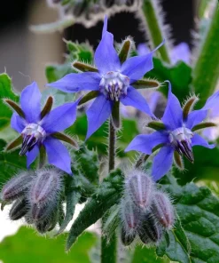 Blue Borage Live Plant – Edible Herb & Pollinator – 3