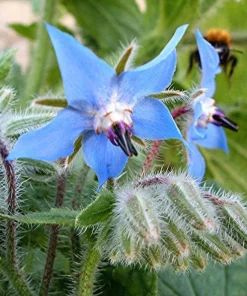 Blue Borage Live Plant – Edible Herb & Pollinator – 4" Pot – Star-Shaped Flowers - Image 2
