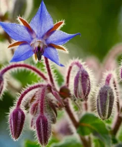 Blue Borage Live Plant – Edible Herb & Pollinator – 4