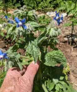 Blue Borage Live Plant – Edible Herb & Pollinator – 4