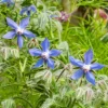 Blue Borage Live Plant – Edible Herb & Pollinator – 4" Pot – Star-Shaped Flowers - Image 1