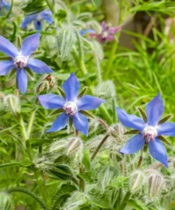 Blue Borage Live Plant – Edible Herb & Pollinator – 4