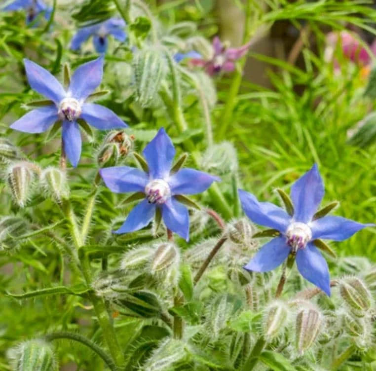 Blue Borage Live Plant – Edible Herb & Pollinator – 4" Pot – Star-Shaped Flowers - Image 1