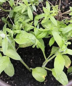 Blue Borage Live Plant - Edible Herb & Pollinator - 5 Inch Pot - Outdoor - Image 2