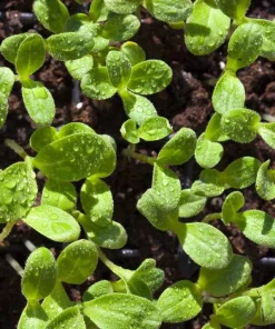 Blue Borage Live Plant - Edible Herb & Pollinator - 5 Inch Pot - Outdoor - Image 3