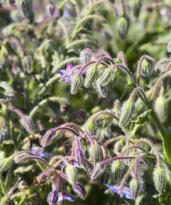 Blue Borage Live Plant - Edible Herb & Pollinator - 5 Inch Pot - Outdoor - Image 4